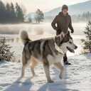 Christmas Dog Collar Small Dog Collars, Winter Dog Collar with Red Berry Pattern, Adjustable Dog Christmas Collar for Girl Boy Dogs, Cute Holiday Collar for Dogs-S