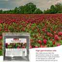 Groundio Annual Crimson Clover Seeds, 2 lbs, Trifolium Incarnatum Seeds for Lawn Alternative, Attracts Pollinators, Nitrocoated and Inoculated