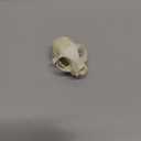 1PCS Taxidermy Real Bone Cat Skull, Animal Bones Real for Craft, Skull Decoration for Home, Specimen Collectibles Study