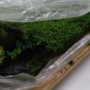 Preserved Sheet Moss Natural Green Decorative Real Natural Green DIY Kit Gardenning Art Wall Decor Florist Decor Easter Table Decor Wedding 2 sq.ft.Green-B