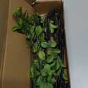 4 Pcs Artificial Ficus Branches Faux Eucalyptus Stems, 47.2 Inch Fake Greenery Stems Artificial Plants for Vase Filler Decoration, Fake Leaves Branches Centerpieces Decor