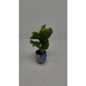 Bambeco 4X10 Fiddle Tree Wood Stand