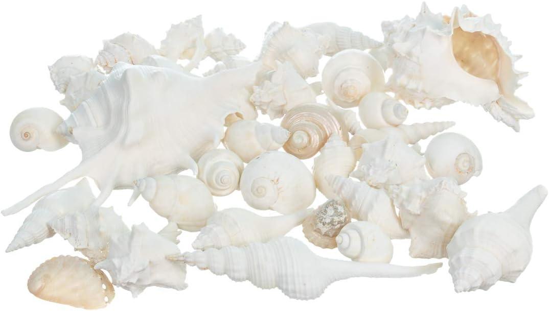 Nautical Crush Trading Seashells - White Real Mixed Beach Seashells (1lb) Shells for Crafts Ocean Decor Beach Party Decorations Seashell Decor  Large Shells Crafts