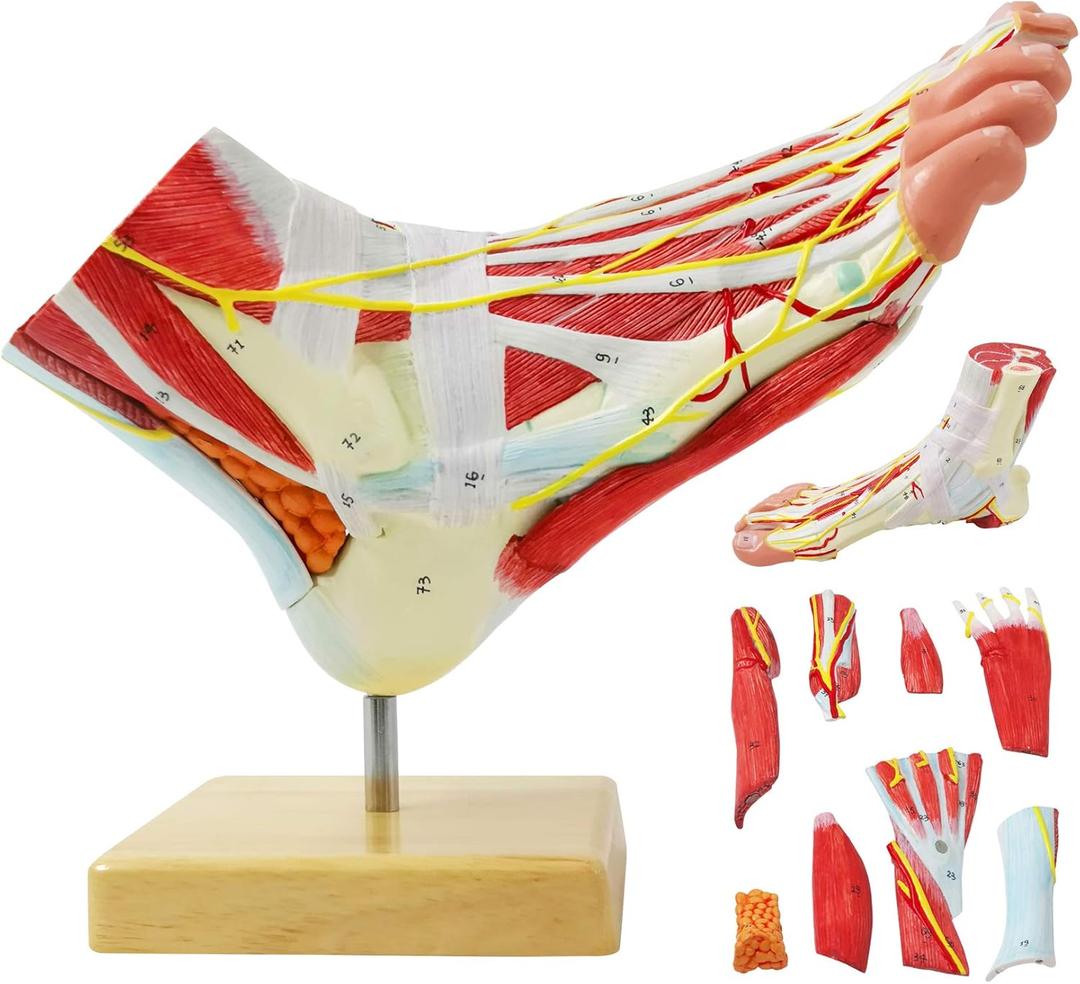Generies Natural Large Foot Anatomical Model 9 Parts with 81 Digital Signs and Corresponding Text Descriptions,Icluding Bones, Muscles, Ligaments, Nerves, and Blood Vessels of The Human Foot