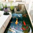 4.5L Automatic Koi Fish Feeder - Battery Powered Outdoor Dispenser