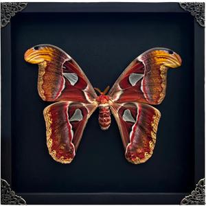 Real Atlas Moth Butterfly Frame Insect Lover Black Frame Shadow Box Taxidermy Specimen Room Decor Wall Hanging Tabletop Home Art K26-35-DE