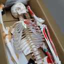 Life Size Posable Skeleton for Anatomy, 70.8'' Human Skeleton Bones Full Size Skeleton Model with Muscle Insertion, Joint Ligaments, Medical Anatomy Skeleton Model W/Rolling Stand for Study Display