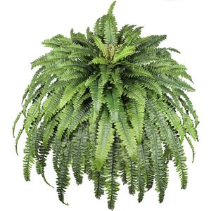Artificial Ferns for Outdoors, 68" Fake Fern Artificial Plants Large, UV Resistant Faux Boston Fern Suitable for Porch Planters Home Indoors Entrance Patio Garden Porch (1 Stem) (Dark Green)