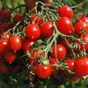 8 x Seeds Red Cherry Tomato Tall Bush Heirloom Vegetable Non-GMO
