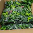 ODTORY Artificial Grass Boxwood Hedges Wall Panels: 40" x 40" (11.5 sqft) UV-Anti Faux Greenery Fake Ivy Leaves Privacy Fence Screen Backdrop for Garden Covering Privacy, Outdoor Indoor Decor