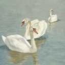 ArtXO Swan Wall Art Vintage Wall Decor Canvas Oil Painting Classical White Swan Picture Rustic Bathroom Room Decor Prints for Gallery Bedroom Living Room 18x24in Unframed