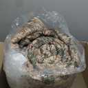 9x12 Vintage Area Rug Green Brown Living Room Bedroom Washable Carpet Non-Slip Soft Low Pile Distressed Indoor Large Throw Rug for Dining Room Office