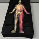 Dan&Darci Human Anatomy Squishy Body Model - Science Kits for Kids Ages 4-8 - STEM Toys for 4 5 6 7 8 Year Old Boy Birthday Gift - Learning Educational Toys for Ages 5-7 Boys Gifts - Skeleton Parts