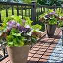 Artificial Plants for Outdoor Porch Planters, Fake Realistic Heuchera Greenery UV Resistant Faux Look Real Silk Shrubs Bushes for Outside Patio Pots Spring Summer Decor, 6 Bundles