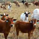 Lothee 100 Pcs Blank Cattle Ear Tags Large Plastic Precision Animal Identification Blank Livestock Ear Tags for Cattle Cow Horse Dog Pig Goat Sheep Farm Management (Blue)