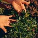 L'OCCITANE Roll-On Aluminum Free Deodorant, Reduce Body Odor, Refreshing Verbena, Eaves De Baux, Without Alcohol and Aluminum Salts, Made in France (1 Fl Oz (Pack of 1))