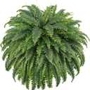 50" Artificial Boston Ferns, Fake Bush Plants, Large Faux Ferns with 96 Fronds for Outdoors Home Decor (50" 1 Pcs)