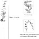 36 Pcs Silver Artificial Eucalyptus Stems 15''Fake Eucalyptus Leaves Decor Faux Branches for Wedding Bouquet Centerpiece Vase Flower Arrangement Home Decoration