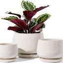LE TAUCI Plant Pots, 4.1+5.1+6.5 inch, Set of 3, Ceramic Planters with Drainage Hole and Saucer, Indoor Flower Pot with Hole Mesh Pad, Gifts for Mom, Reactive Glaze Beige