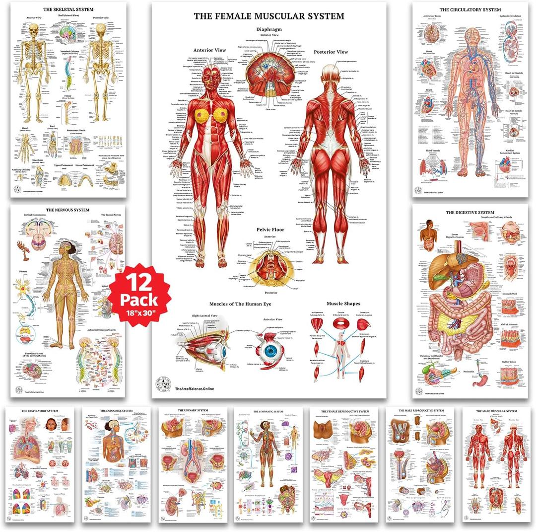 12 Human Anatomy Posters - Medical Posters, Circulatory, Skeletal, Male Female Muscular, Lymphatic, Reproductive, Nervous, Digestive, Endocrine, Respiratory Systems, Models, Science Biology Health Poster for Classroom, Office, Laminated - 18x30