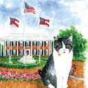 Veto, The Governor's Cat