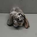 Living Nature Grey Dutch Lop Eared Rabbit Stuffed Animal | Fluffy Rabbit Animal | Soft Toy Gift for Kids | 10 inches