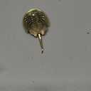 DYNWAVE Horseshoe Crab Sea Life Figurine Brass Statue Handcrafted Mini Decor Sea Creatures Sea Creature Model for Shelf Cafe Desktop