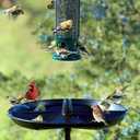BirdsUP Bird Feeding Kit with Seed Catcher Tray and Single Pole, Reduces Fallen Seed Mess, Attracts Ground Feeding Birds, Easy to Clean Outdoor Design