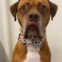 Elegant little tail Dog Collar with Bow - Fall Dog Collar Halloween Candy Bow Girl Boy Pet Collar Soft Dog Bowtie Collars for Medium Dogs (Medium (Pack of 1))