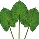 DILATATA Artificial Alocasia Leaves with Long Stem  3 Pcs Real Touch Tropical Plants Palm Leaves Fake Plants Jungle Leaves for Home Dcor Wedding Party - 25 Inch