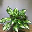 2Pcs Artificial Halcyon Hosta Perennial Plants 19" Large Faux Cordyline Shade Plant for for Home Garden Office Decoration