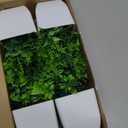 Der Rose 4 Pack Fake Plants Mini Artificial Greenery Potted Plants for Home Decor Indoor Office Table Room Farmhouse