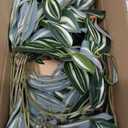 DILATATA Fake Hanging Plants Artificial Hanging Plants 26" Faux Wandering Jew Hanging Leaves Plants for Wall Shelf Home Indoor Outdoor Decor - 2 Pack