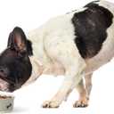 PetRageous 17002 Classy Bones Two-Tone Stoneware Dishwasher-Safe Dog Bowl 1.5-Cup Capacity 5-Inch Diameter 2-Inch Tall for Extra Small Dogs or Small Dogs and Cats, Grey