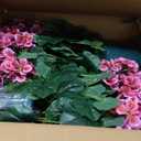 QIANYUN Artificial Topiary for Outdoors- 20" Potted Plant Fake Geraniums Bush-UV Resistant Artificial Outdoor Plant for Front Porch, Garden, Yard, Patio Decor (Dark Pink)