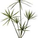 Dracaena Artificial Plant 5ft Faux Trees Indoor Faux Dracaena Tree Skinny | Floor Plant Tall Indoor Plant Tall Artificial Trees for Home Decor Indoor Office Living Room Patio Porch Decorations