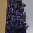 3 Pcs Artificial Hanging Plants Hops Purple Plastic Vines Hops Flowers Purple Garland Fake Hanging Vines UV Resistant for Home Wall Garden Balcony Wedding Party Decoration(Purple)