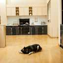 Modern Frame Clear Acrylic Freestanding Dog Gate - 32" Tall Extra-Wide Folding 6-Panel Pet Barrier for Doorways, Stairs & Large Openings, Indoor Fence for Small to Large Dogs & Cats