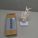 Human Hand Skeleton Model on Base, Hand Bone,Life Size, Articulated