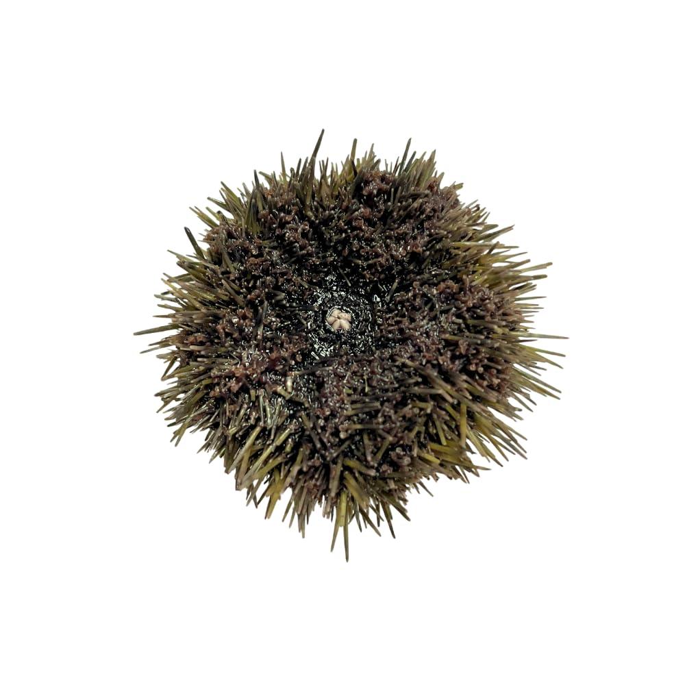 Preserved Sea Urchin Specimen, 23", Authentic Formalin-Preserved for Dissection, Marine Biology Study, Anatomy Education, Science Classroom & Lab Learning