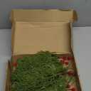 Norfolk Pine Stems 35Pcs & Red Berry Picks 10Pcs, Real Touch Artificial Christmas Greenery for DIY Tree Decor, Christmas Floral Arrangements, Wreaths, Centerpieces - Christmas Flowers Fake Bouquet