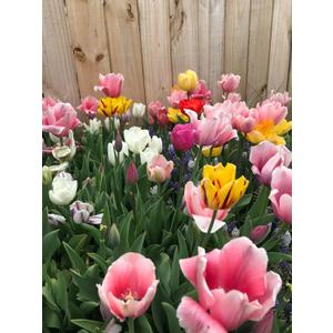 Perennial Tulip Mix, 20 Large Flowering Fall Bulbs for Planting, Multiple Colors