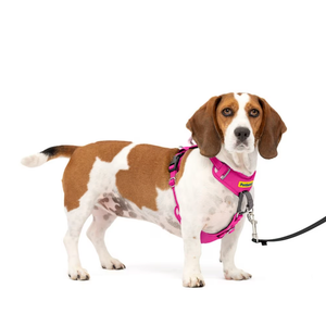 PetSafe Easy Walk Comfort Reflective No Pull Dog Harness, Pink, Small/Medium: 19 to 24-in chest
