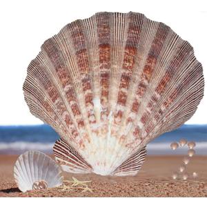 2 PCS Large Great Orange Lions Paw Scallop 5-6" Shells for Baking Smudging Craft Beach Decor. Ocean Beach Seashells Perfect for Home Decoration, Art Craft, Vase Filler Fish Tank