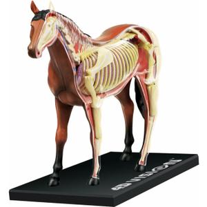 Tedco 4D Vision Horse Model