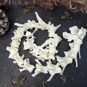 Taxidermy Real Fox Spine Decor - Model Animals Bones Specimen, Taxidermy Supplies for Science Education, Collection (Fox Spine)