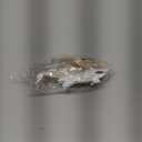 Funny Big White Shark Hair Clips,Cellulose Acetate Hair Clips,Big Claw Clips for Girl,Hair Accessories,Beige