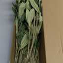 Waipfaru 8 Pcs Faux Greenery Stems, Olive Tree Branches for Vases, Artificial Olive Tree Fake Plants for Centerpieces Floral Arrangements Home Decor, 18 Inch