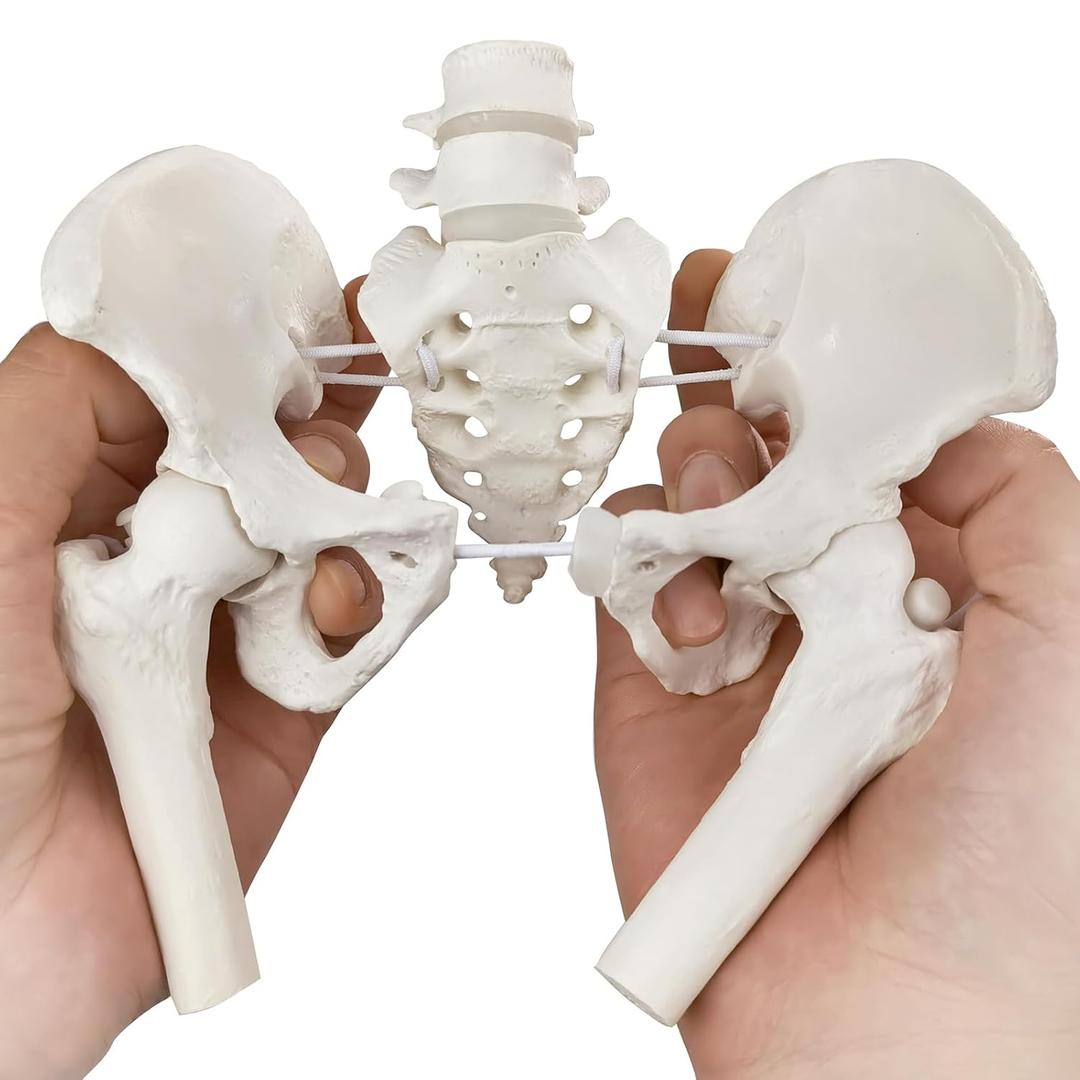 Movable Female Pelvis Model w/Elastic Two Movable Femur Heads and Joints, Mini Size Female Pelvic Anatomy Model for Science Education, Midwife in Obstetrics, Gynecology Patient Communication
