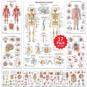 17 Human Anatomy Posters - Medical Posters, Circulatory, Skeletal, Male Reproductive, Female Reproductive, Muscular, Lymphatic, Nervous, Digestive, Endocrine, Respiratory, Urinary Systems, Anatomy of the Spine, Brain, Ear, Nose & Throat, Heart, Eye, Teeth, Models, Science Biology Health Poster for Classroom, Office, 18x30